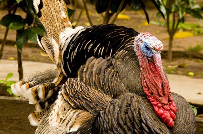 Pavos