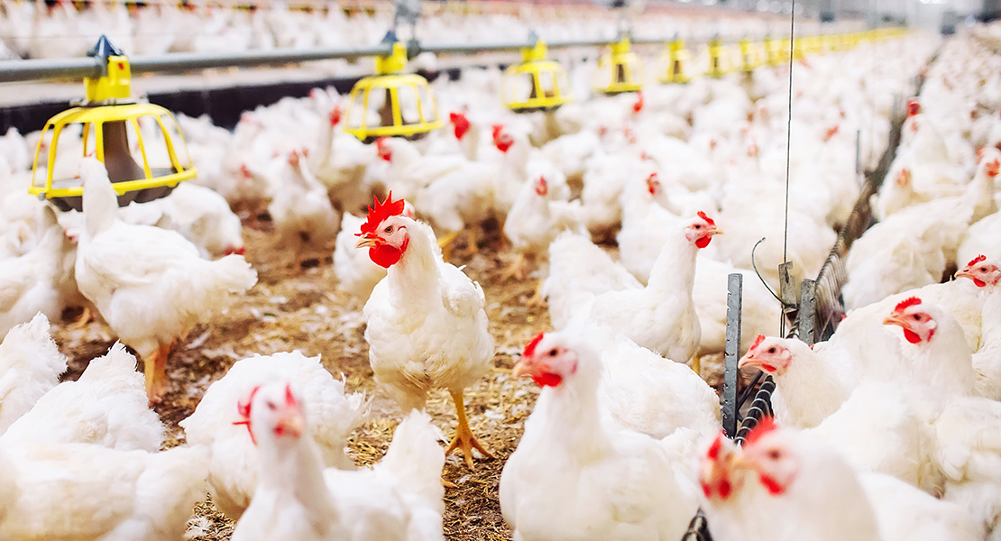 Gallina de libre pastoreo