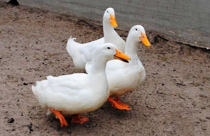Patos